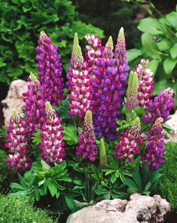 Łubin niski 'Gallery Blue' | Lupinus nanus russell