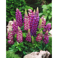 Łubin niski 'Gallery Blue' | Lupinus nanus russell