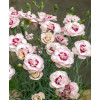 Goździk postrzępiony 'Angel of Virtue'| Dianthus plumarius