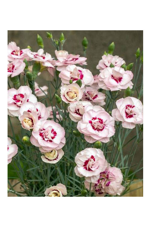 Goździk postrzępiony 'Angel of Virtue'| Dianthus plumarius