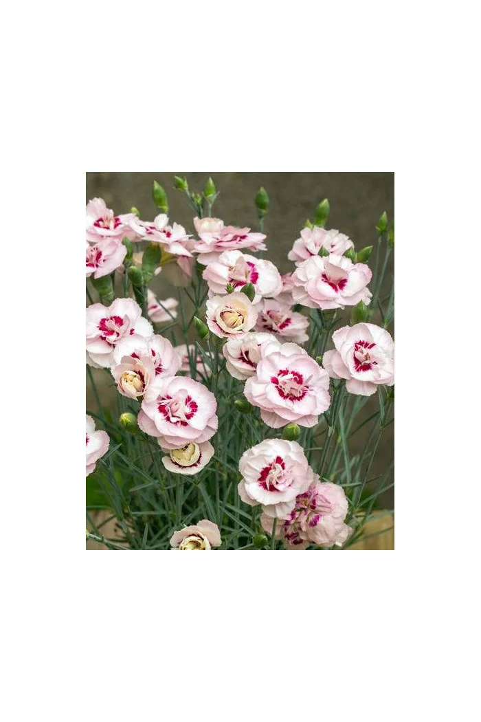 Goździk postrzępiony 'Angel of Virtue'| Dianthus plumarius
