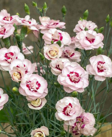 Goździk postrzępiony 'Angel of Virtue'| Dianthus plumarius
