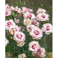 Goździk postrzępiony 'Angel of Virtue'| Dianthus plumarius