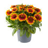 Gailardia 'Guapa Flamenco Bicolor' | Gaillardia