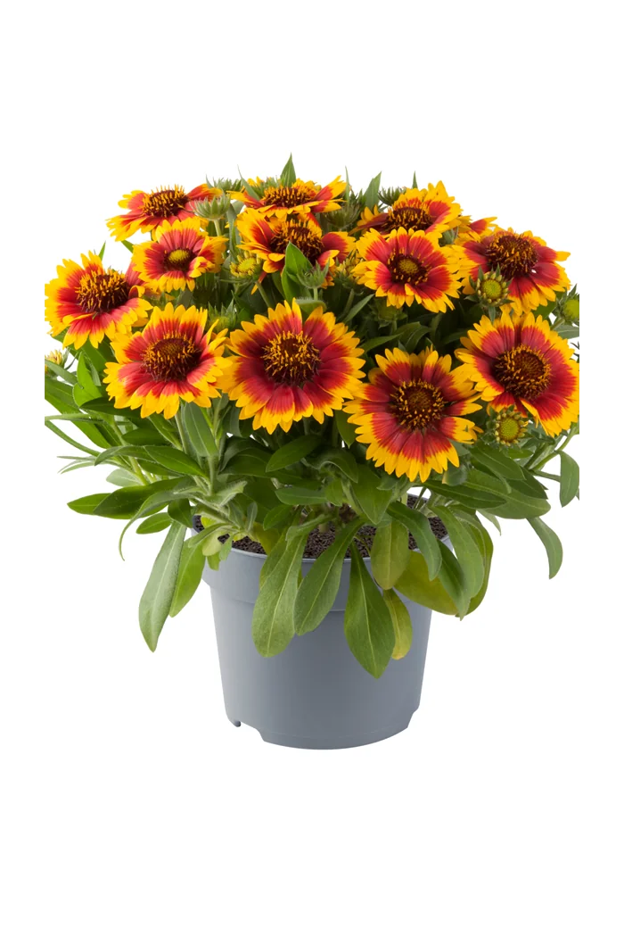 Gailardia 'Guapa Flamenco Bicolor' | Gaillardia