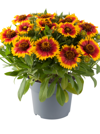 Gailardia 'Guapa Flamenco Bicolor' | Gaillardia