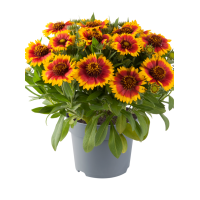 Gailardia 'Guapa Flamenco Bicolor' | Gaillardia