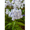 Floks wiechowaty 'Flame Blue' | Phlox panniculata