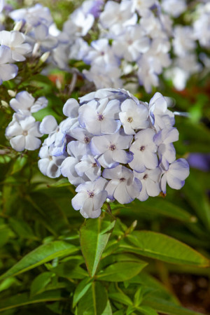 Floks wiechowaty 'Flame Blue' | Phlox panniculata