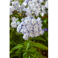 Floks wiechowaty 'Flame Blue' | Phlox panniculata