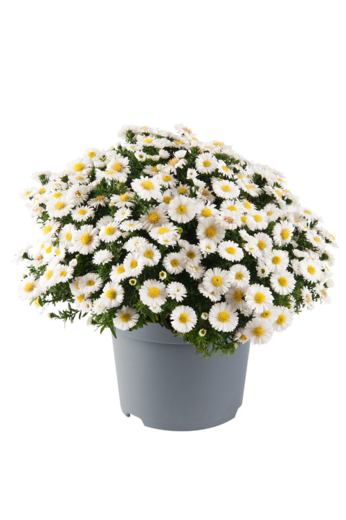 Aster 'Alpha White' | Aster