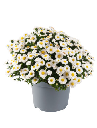 Aster 'Alpha White' | Aster