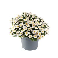 Aster 'Alpha White' | Aster