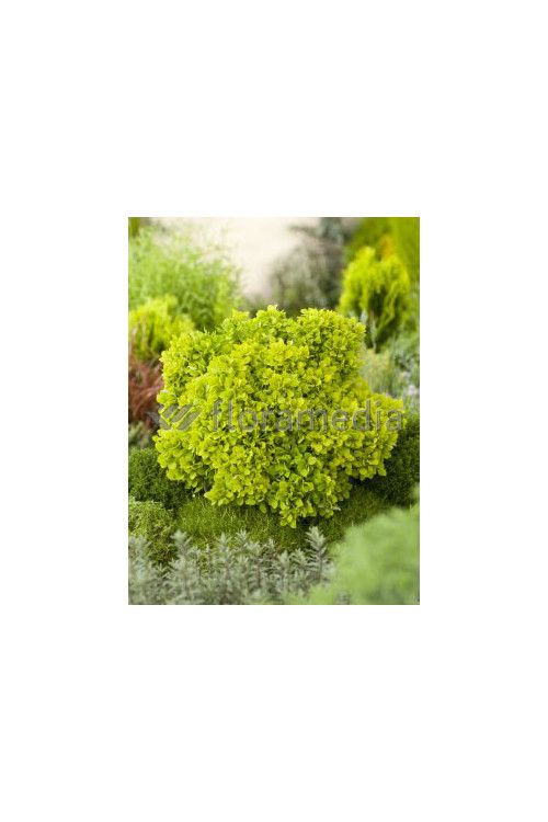 Berberys Thunberga 'Tiny Gold' Berberis thunbergii