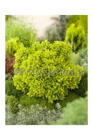 Berberys Thunberga 'Tiny Gold' Berberis thunbergii