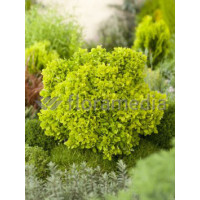 Berberys Thunberga 'Tiny Gold' Berberis thunbergii