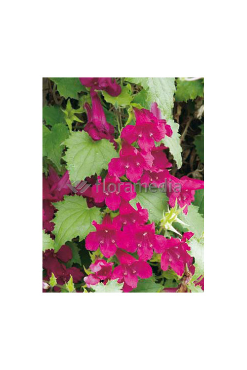 Lofos 'Wine Red' | Lophospermum erubescens