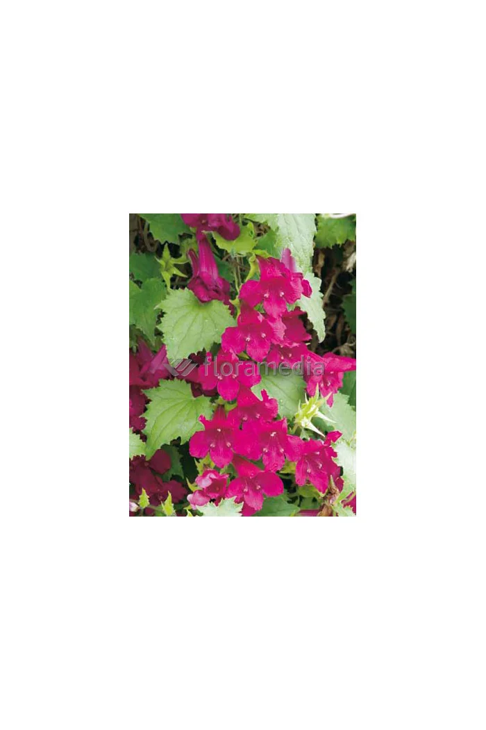 Lofos 'Wine Red' | Lophospermum erubescens