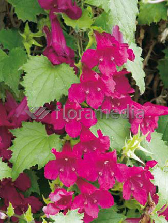 Lofos 'Wine Red' | Lophospermum erubescens