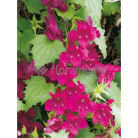 Lofos 'Wine Red' | Lophospermum erubescens