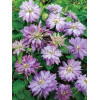 Powojnik 'Teshio' | Clematis