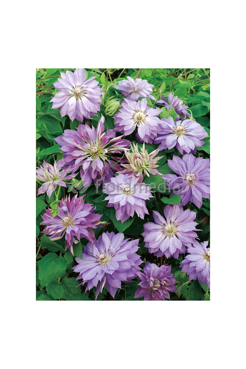 Powojnik 'Teshio' | Clematis