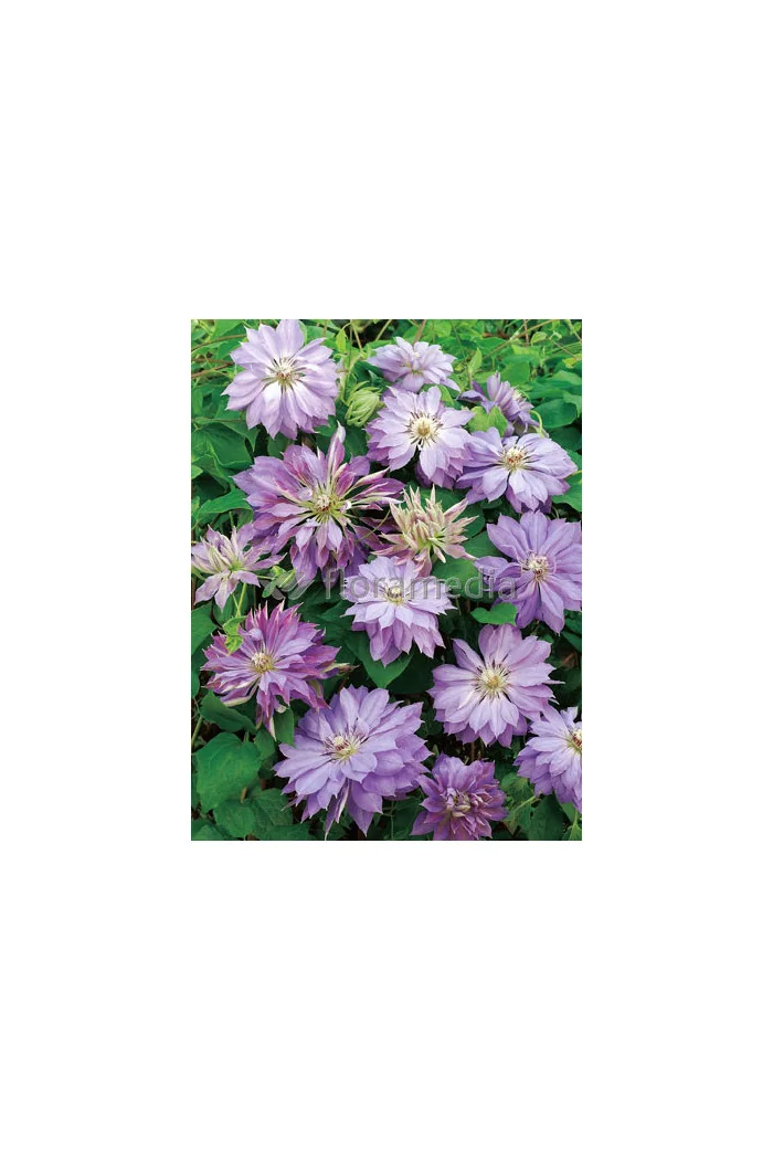 Powojnik 'Teshio' | Clematis