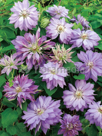 Powojnik 'Teshio' | Clematis
