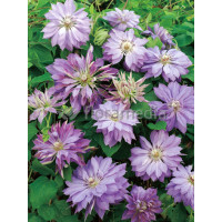 Powojnik 'Teshio' | Clematis