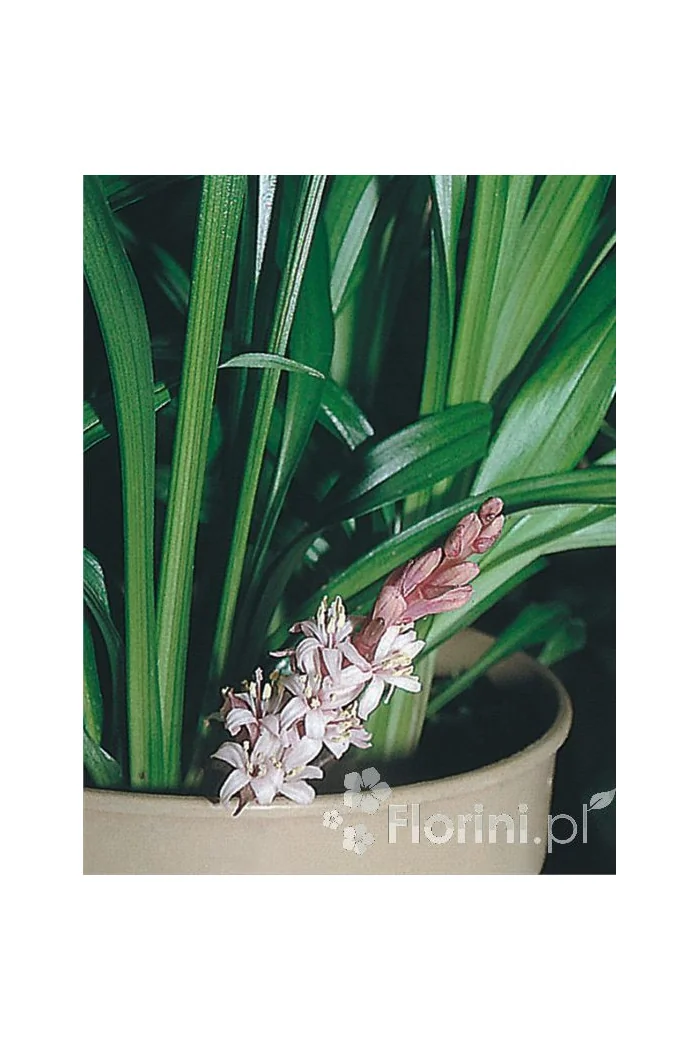 Reinekia Reineckea carnea