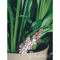 Reinekia Reineckea carnea