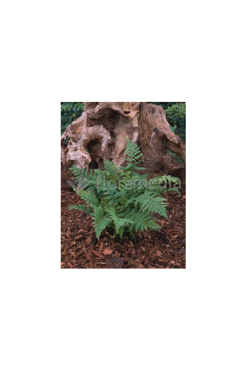 Narecznica mocna | Dryopteris affinis