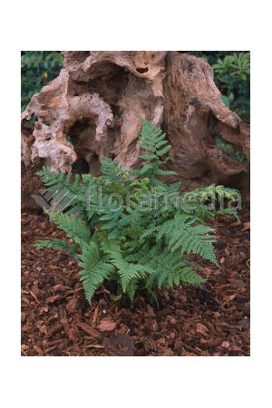 Narecznica mocna | Dryopteris affinis