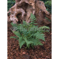 Narecznica mocna | Dryopteris affinis