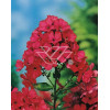 Floks wiechowaty 'Special Fire' Phlox panniculata