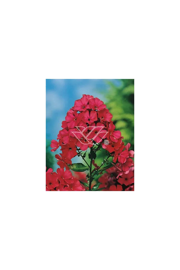 Floks wiechowaty 'Special Fire' Phlox panniculata