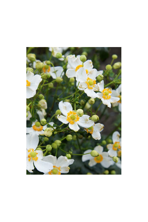 Zawilec japoński 'Pretty Lady Maria' | Anemone japonica