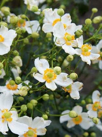 Zawilec japoński 'Pretty Lady Maria' | Anemone japonica