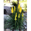 Trytoma 'Poco Yellow' | Kniphofia