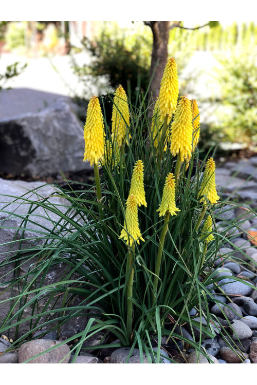 Trytoma 'Poco Yellow' | Kniphofia