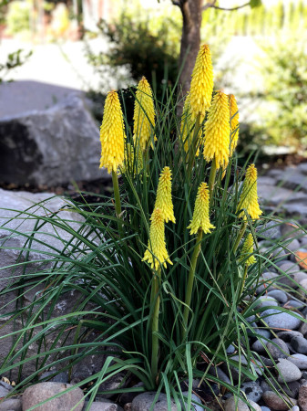 Trytoma 'Poco Yellow' | Kniphofia