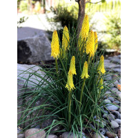 Trytoma 'Poco Yellow' | Kniphofia
