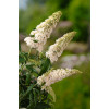 Budleja Dawida 'White Profusion' | Buddleja dawidii