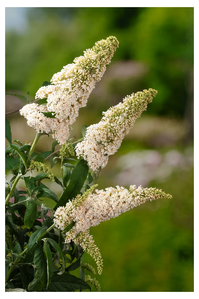 Budleja Dawida 'White Profusion' | Buddleja dawidii