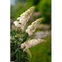 Budleja Dawida 'White Profusion' | Buddleja dawidii