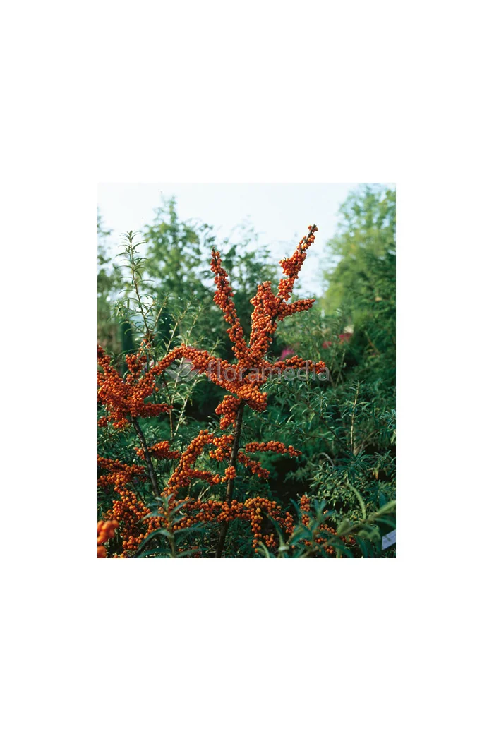 Rokitnik Hippophae rhamnoides