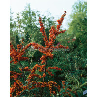 Rokitnik Hippophae rhamnoides