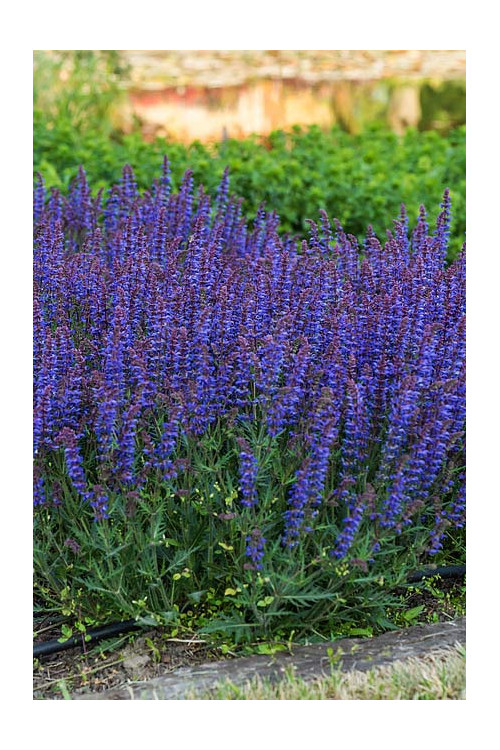 Szałwia omszona 'Carina' | Salvia x hybrida