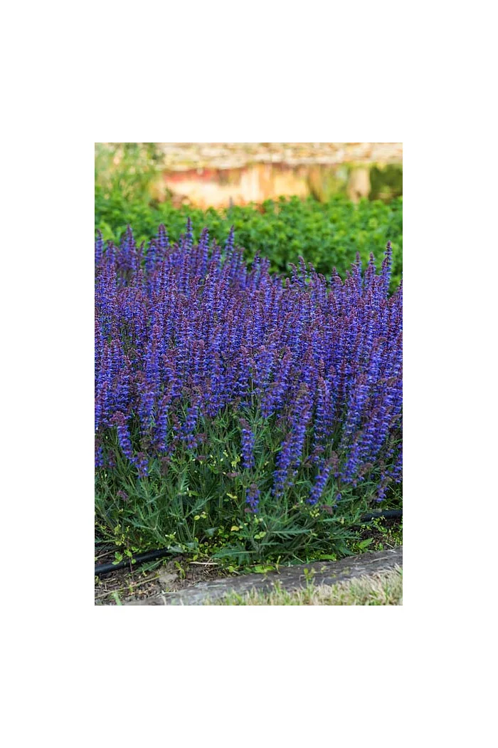 Szałwia omszona 'Carina' | Salvia x hybrida