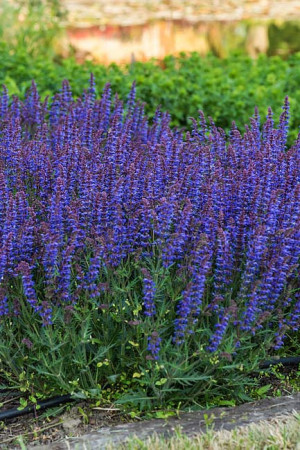 Szałwia omszona 'Carina' | Salvia x hybrida